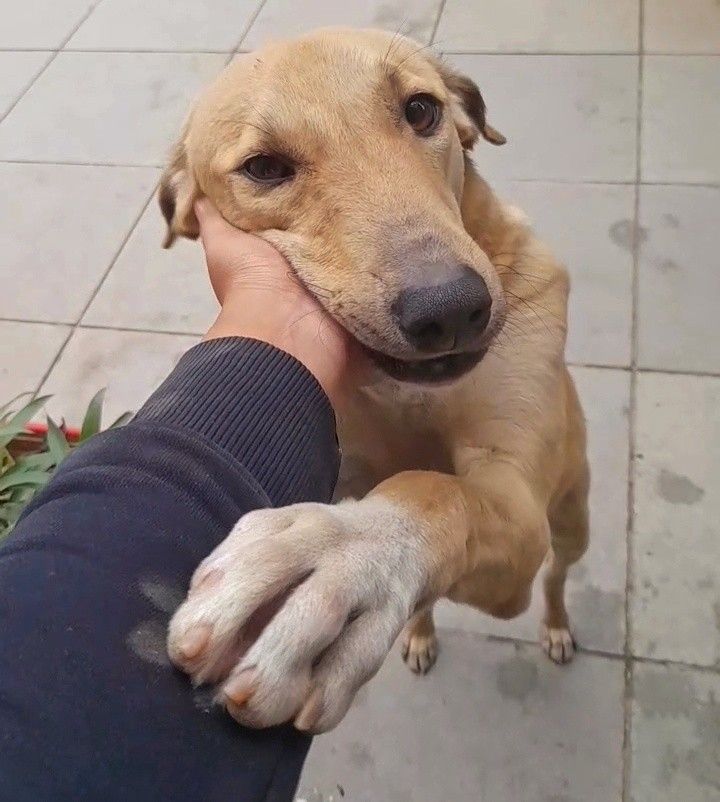 Why Supporting Hungry Street Animals is the Best Choice You Can Make Today